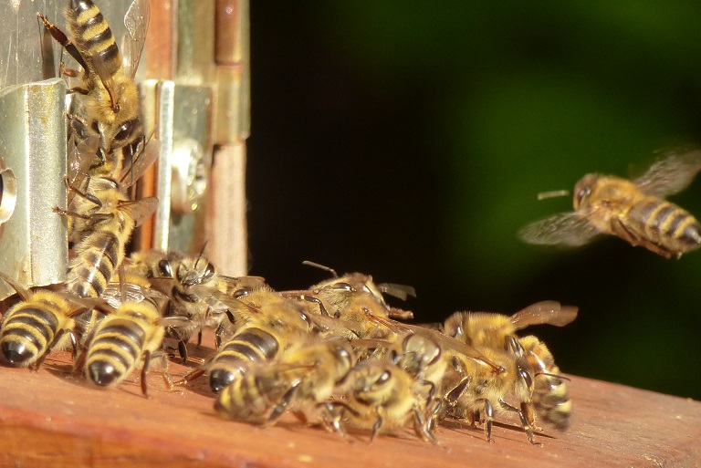 P1130538 Bienen im Anflug zum Stock Tele-Makro TZ25.JPG