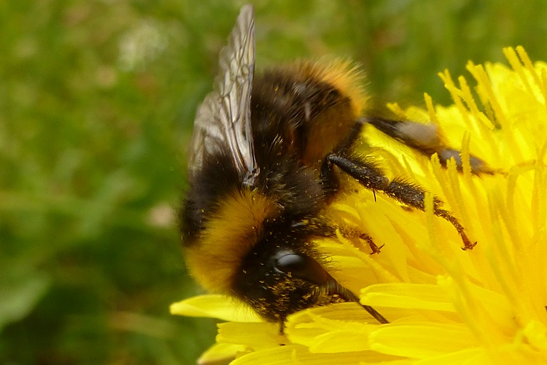 P1140357 Hummel Dresch 3xMakro-Zoom TZ25.JPG