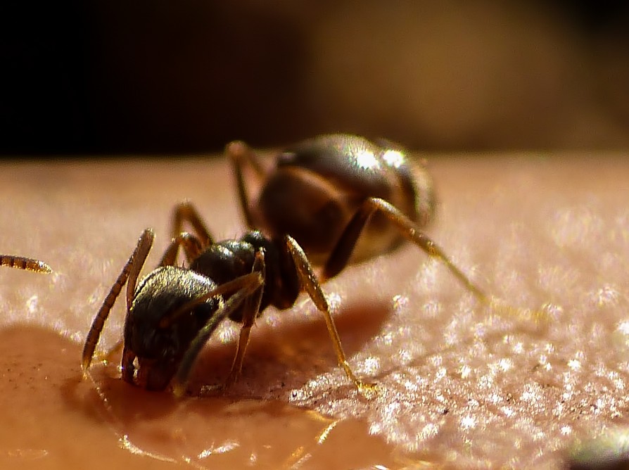 Ameise drunk (1 von 1).jpg