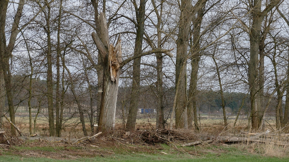 verkleinertP1290403 x.jpg