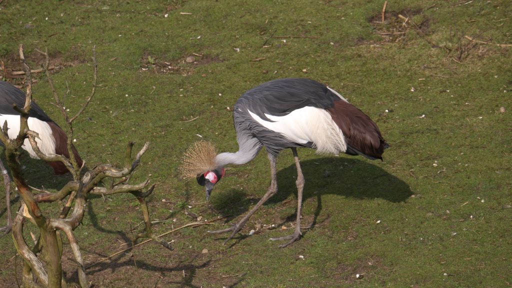 Vogel verkleinert.jpg
