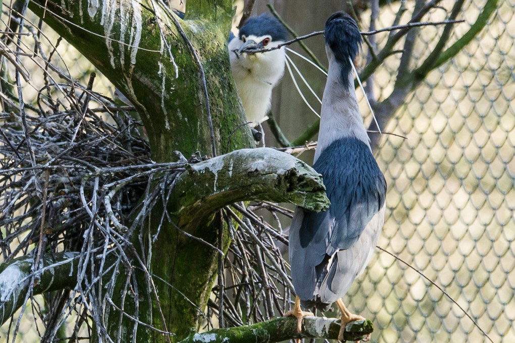 comp__1350282-LR1.RW2.jpg.jpg