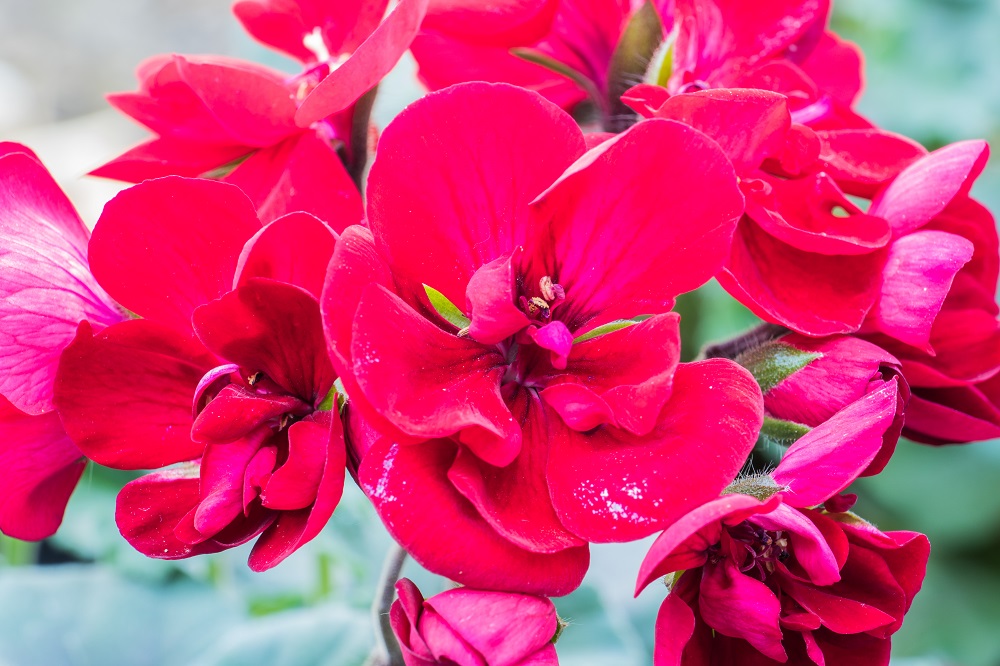 Pelargonien (Pelargonium).jpg
