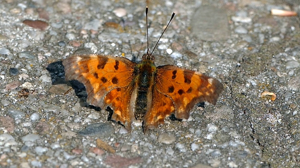 Schmetterling x verkleinert.jpg
