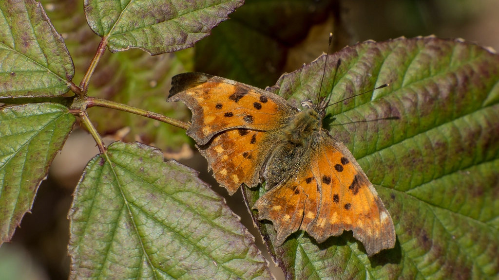 comp_P1130036-1.jpg