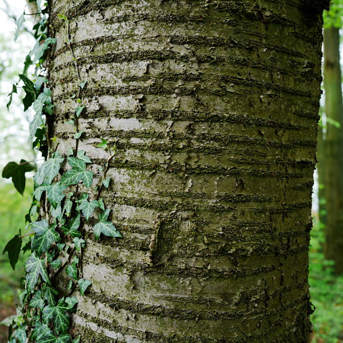prunus_avium.jpg