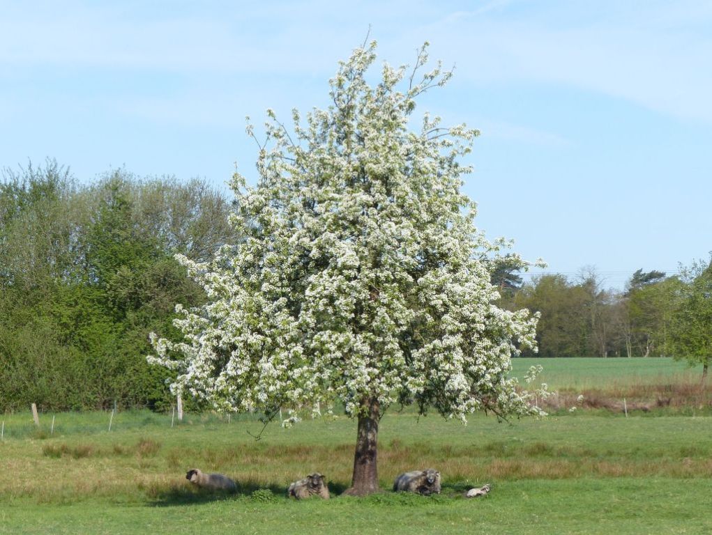 Unterm Birnbaum.jpg