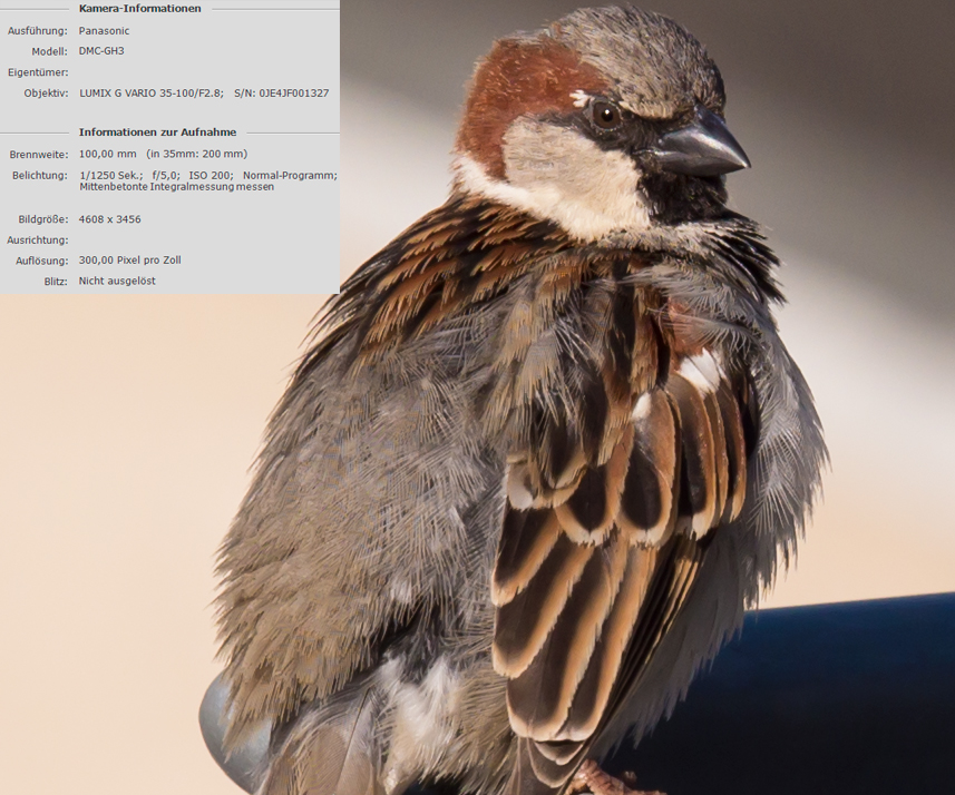 test_vogel.jpg