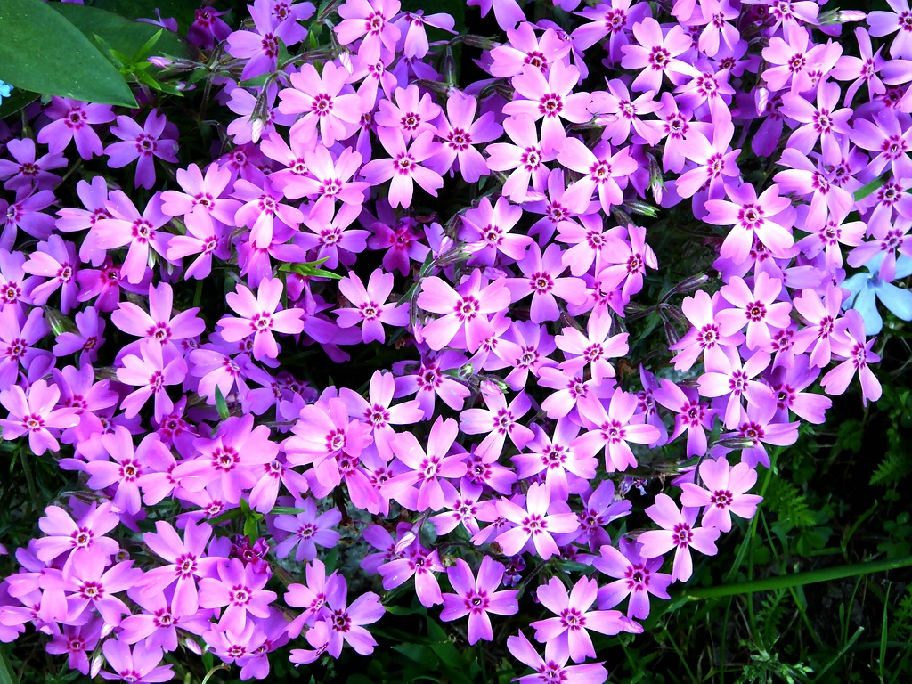 comp_Blume_38.jpg