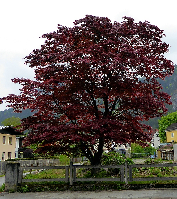 comp_P1010374.jpg