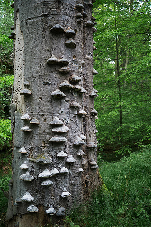 P1070540_jg_baumstammpilze_700.jpg