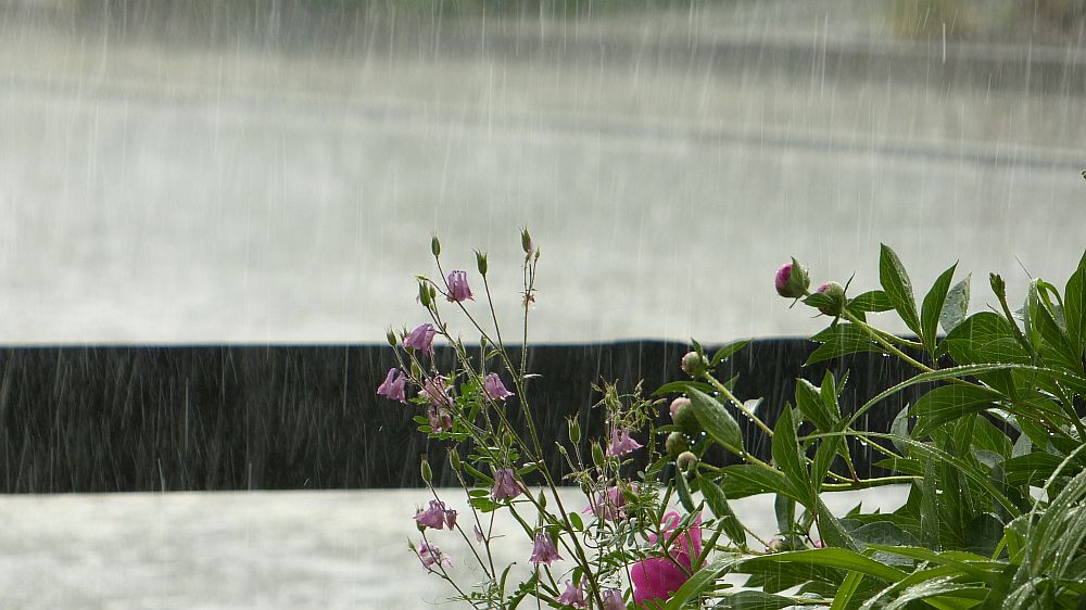 regenauswestenkl.jpg