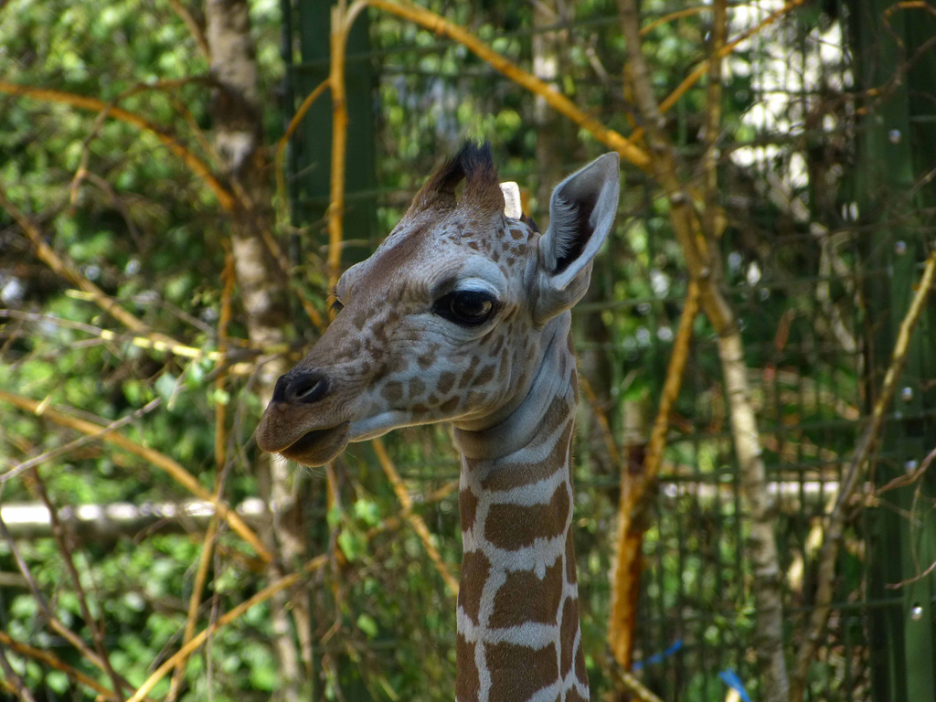 Giraffennachwuchs im Kölner Zoo.jpg