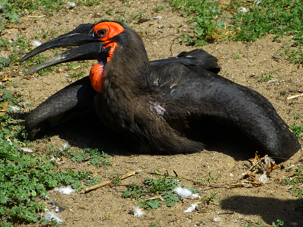 Kaffernhornrabe (Buscorvus cafer).jpg