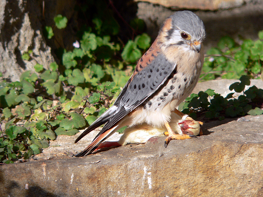 Buntfalke (Falco sparverius).jpg