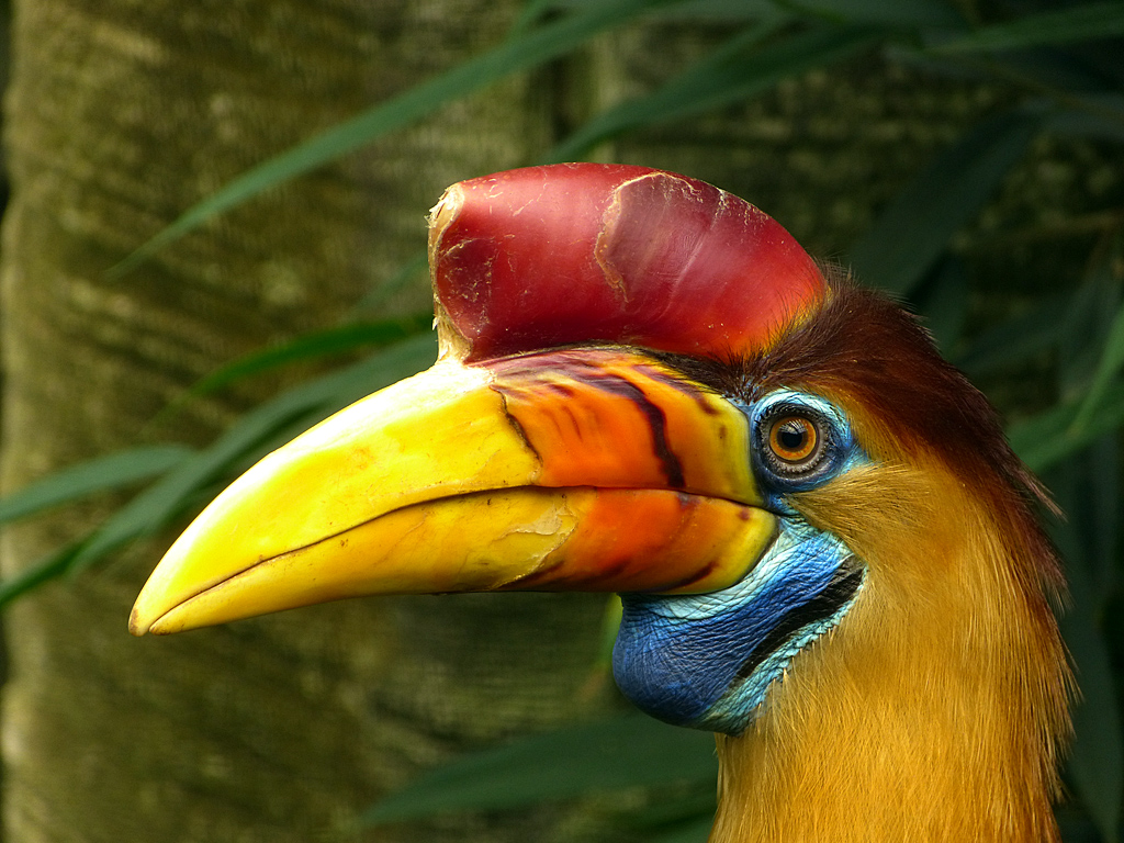 Helmhornvogel (Aceros cassidix).jpg