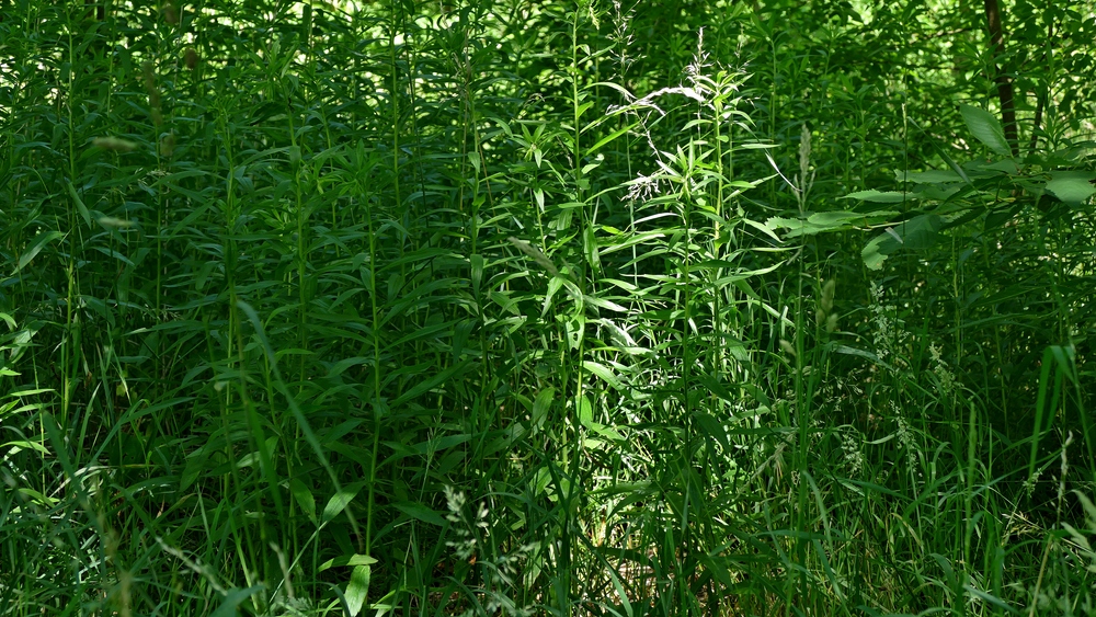 P1310055 FS verkleinert.jpg