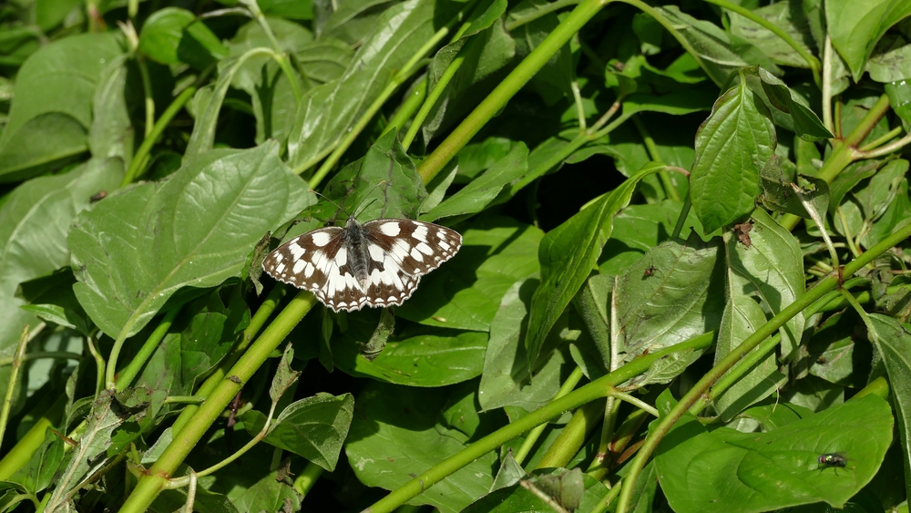 P1310515 x verkleinert.jpg