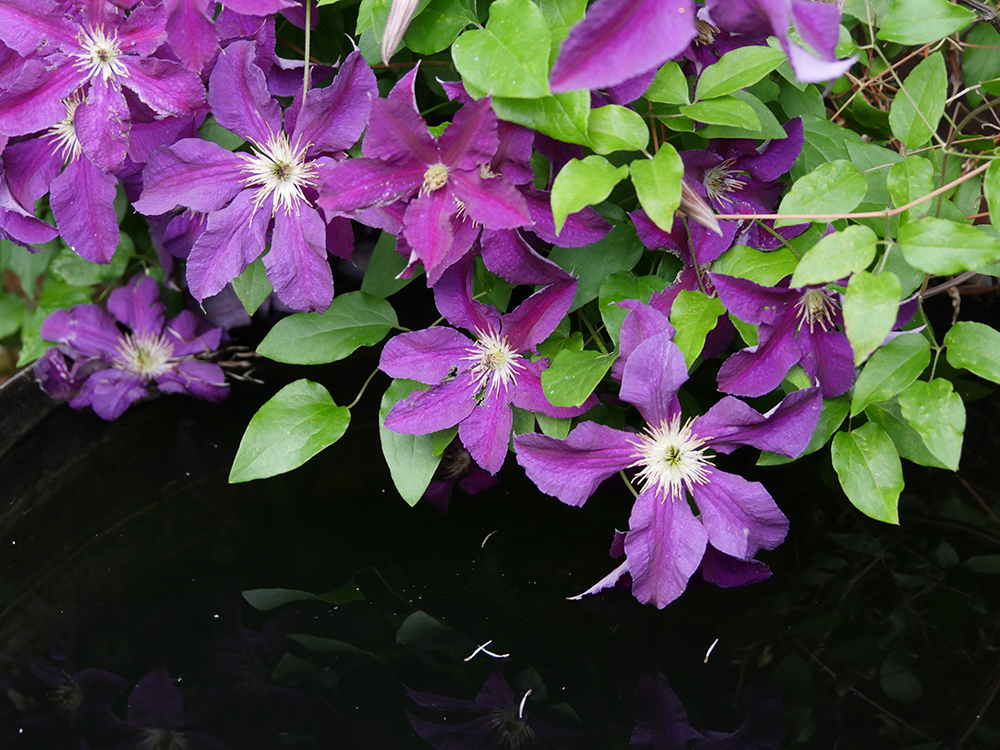 ISO 3200 Clematis.jpg