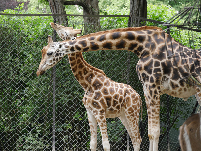 giraffen ISO 1000.jpg