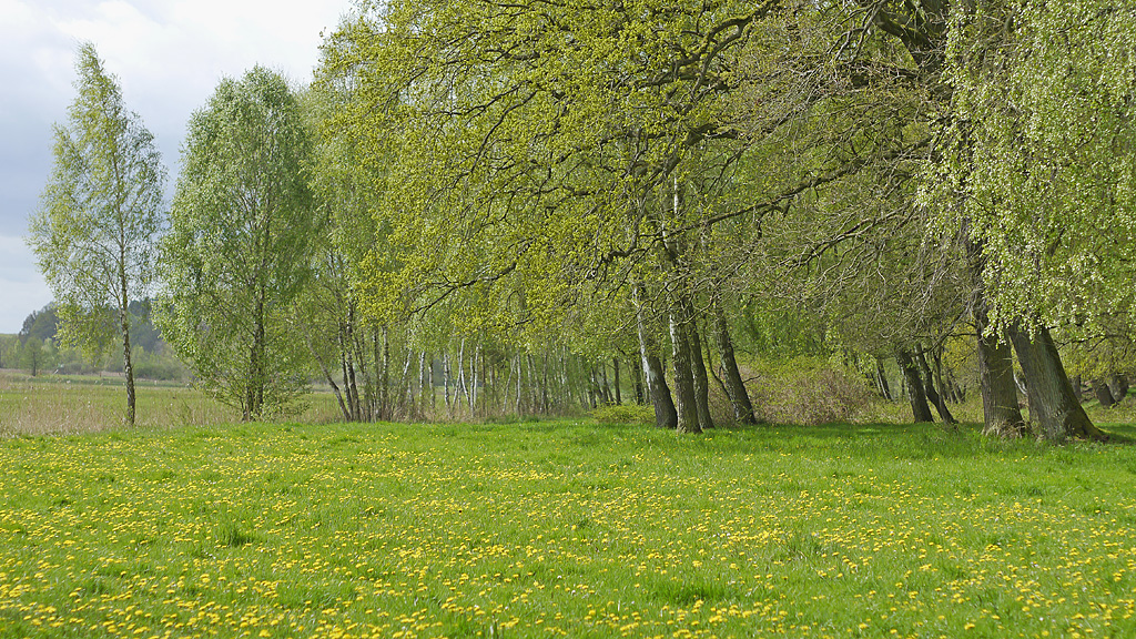 Frühling im Rambower Moor.jpg