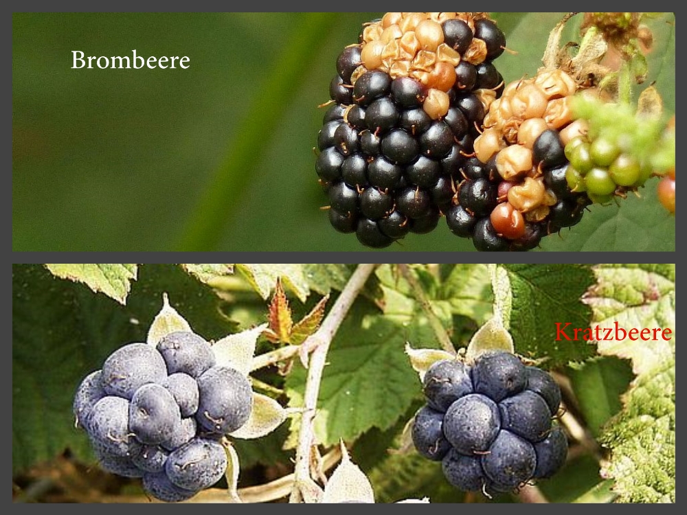 brombeereKratzbeere.jpg