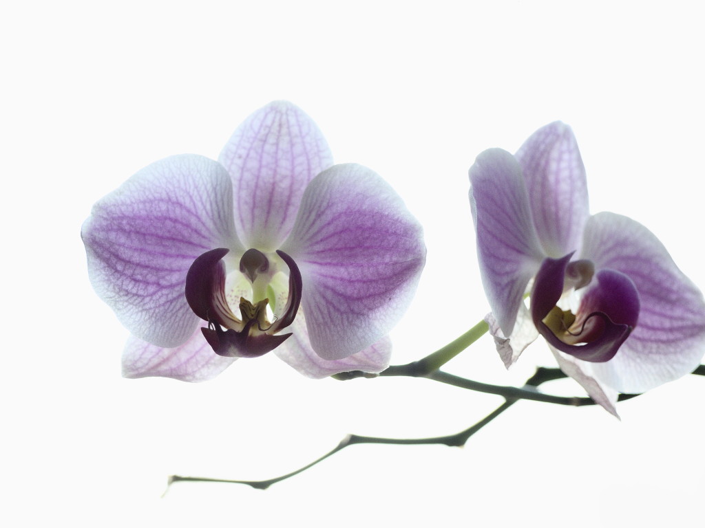 Orchidee.jpg