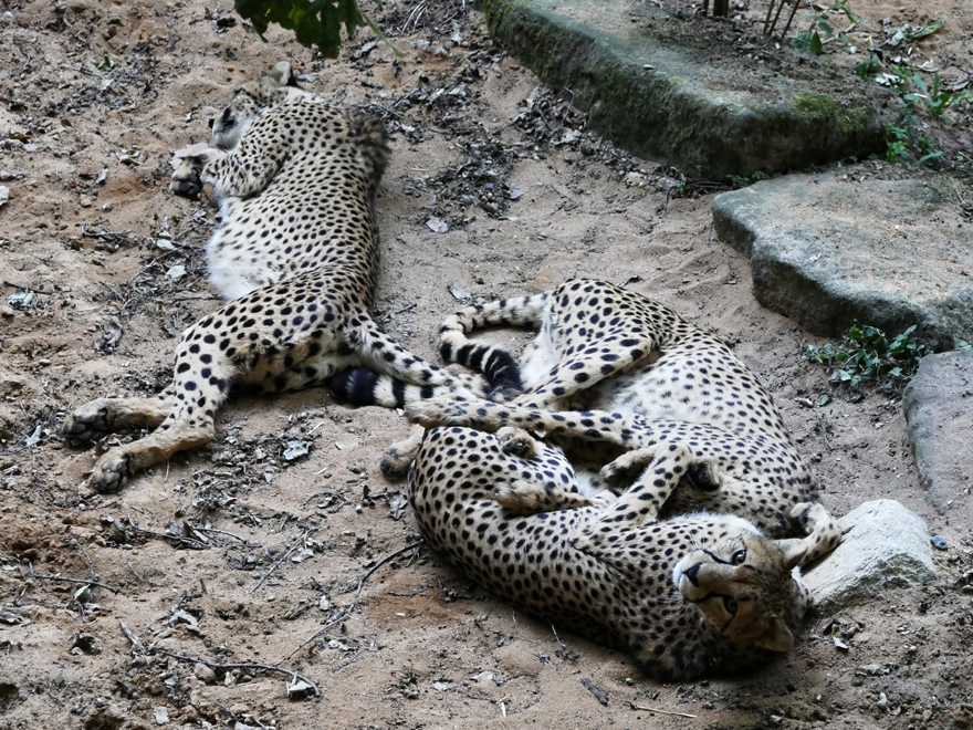 Gepard.jpg