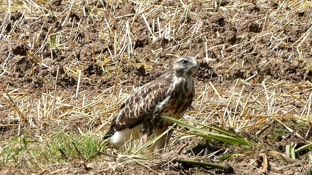 2015-09-04 Greifvögel 04 x verkleinert.jpg