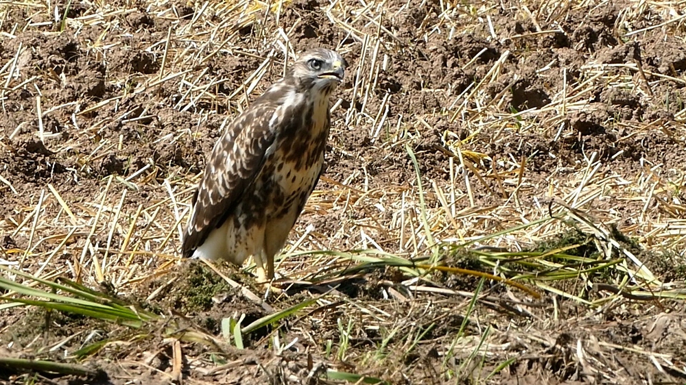 2015-09-04 Greifvögel 06 x verkleinert.jpg