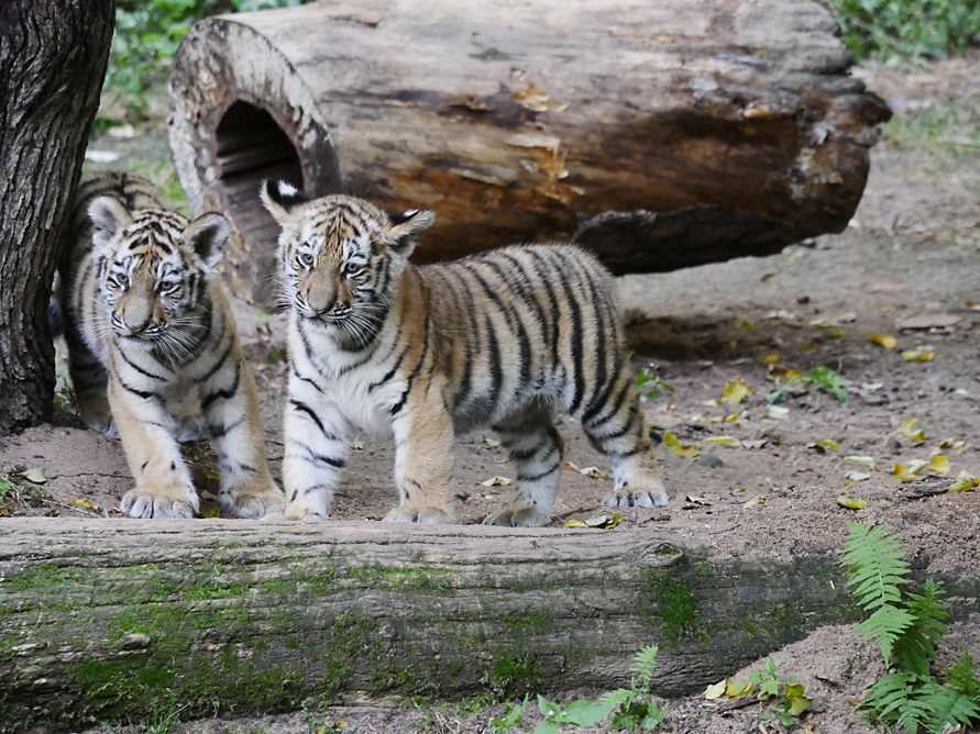 Tigebabies II.jpg