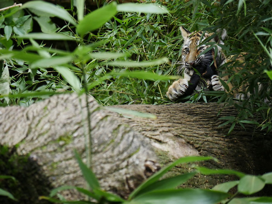 Tigerbabies III.jpg