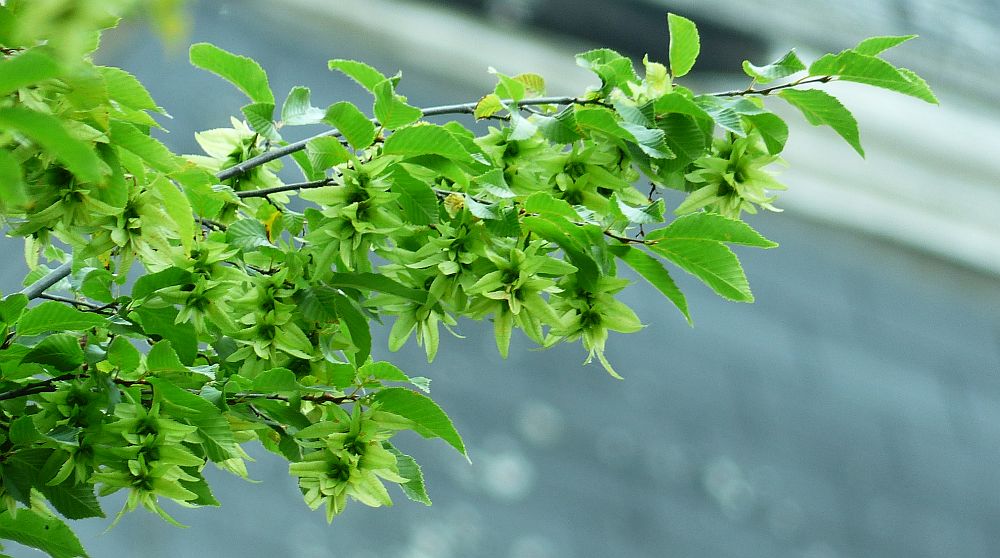 baum2.jpg