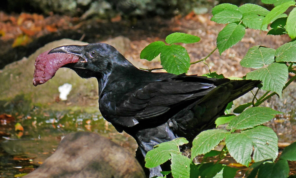 comp_P1250839-Kolkrabe im Nationalpark Bayerischer Wald.jpg