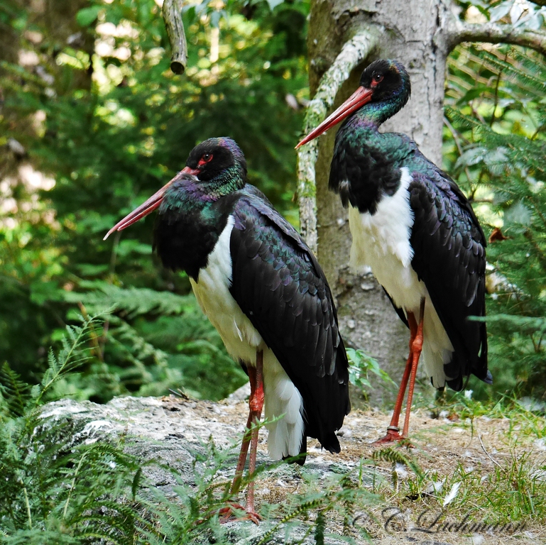 comp_P1250696-Schwarzstorch im Nationalpark Bayerischer Wald.jpg