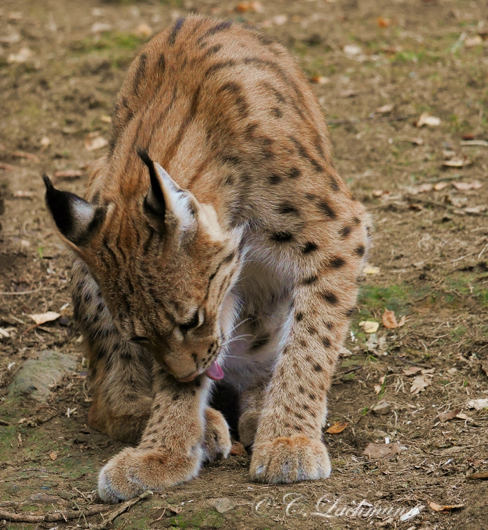 comp_P1260844-Luchs im Bayernwald Tierpark Lohberg.jpg