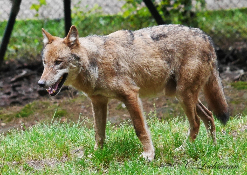 comp_P1270029-Wolf im Bayernwald - Tierpark Lohberg.jpg