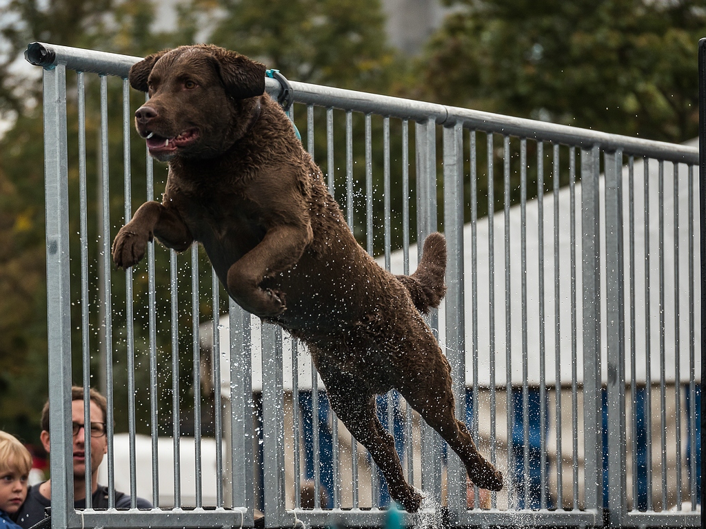 comp_dog diving Tulln-1020146.jpg