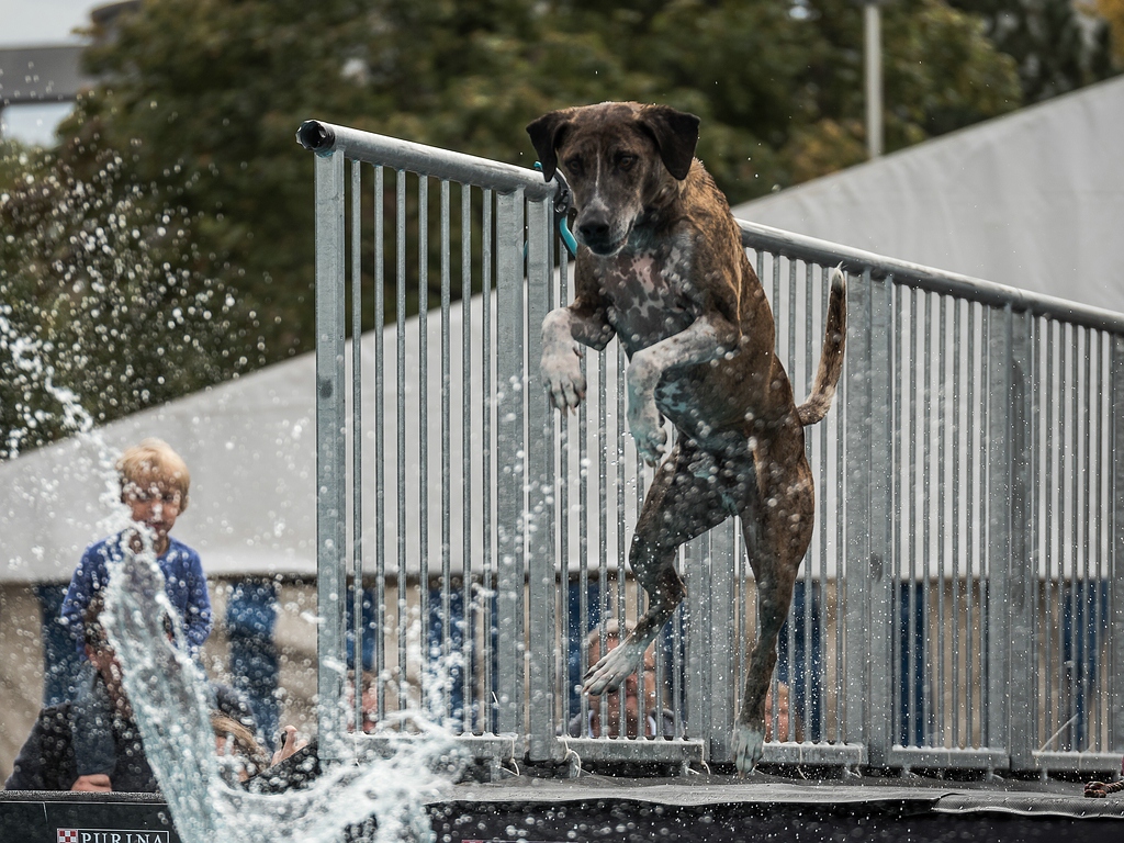 comp_dog diving Tulln-1020236.jpg