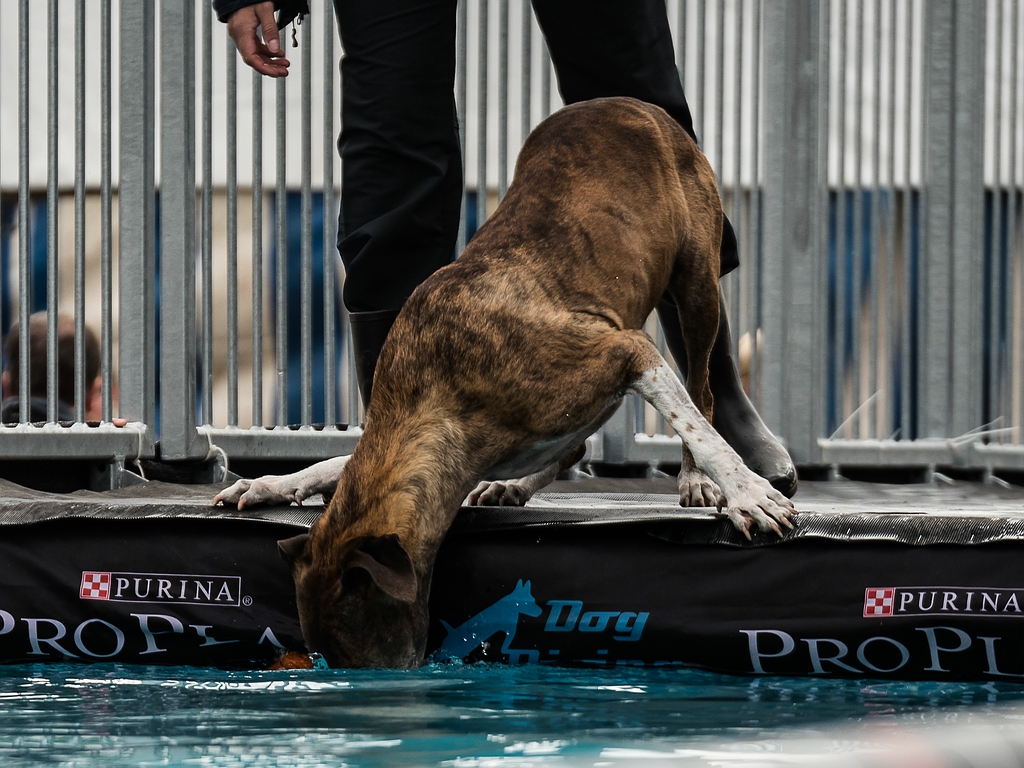 comp_dog diving Tulln-1020162.jpg