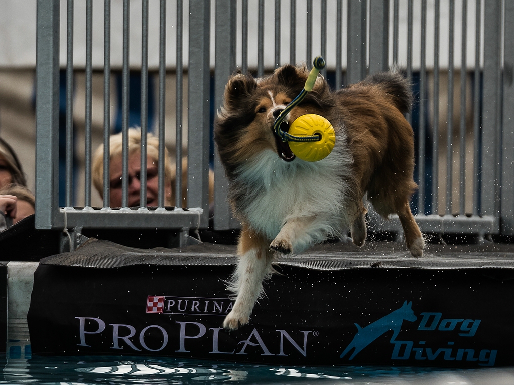 comp_dog diving Tulln-1020147.jpg