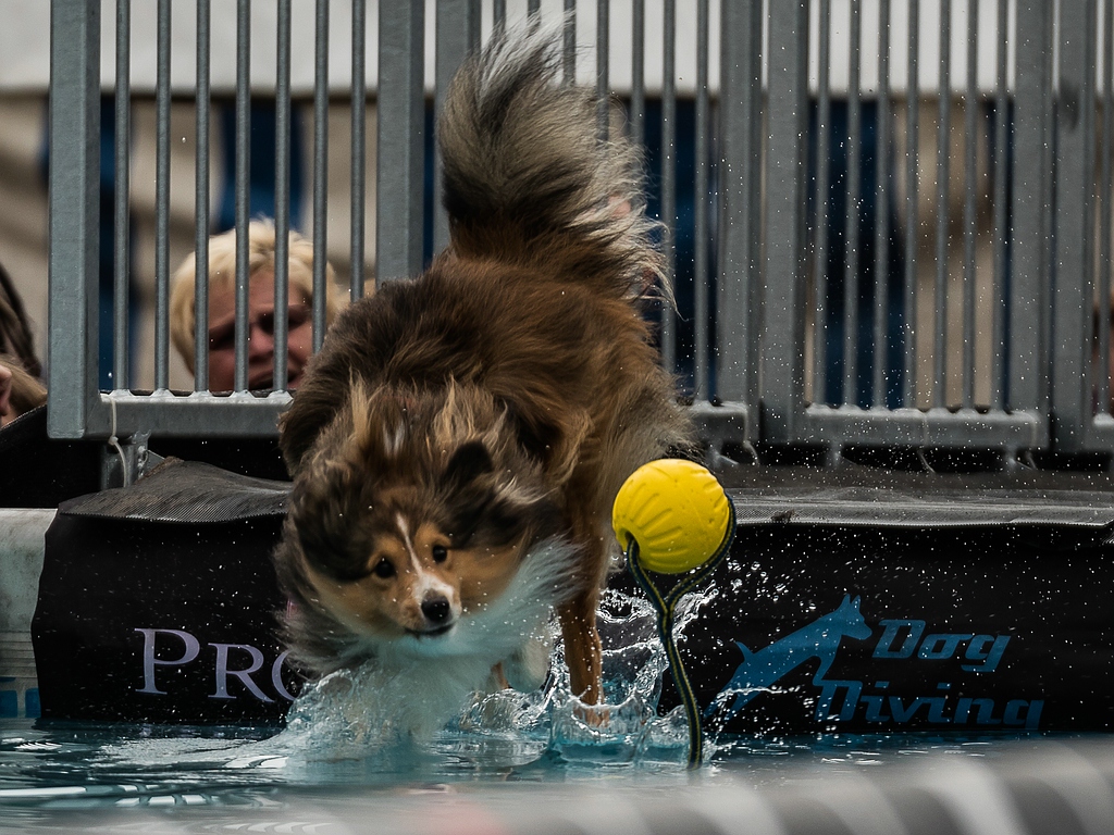 comp_dog diving Tulln-1020148.jpg