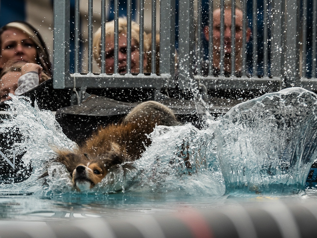 comp_dog diving Tulln-1020149.jpg