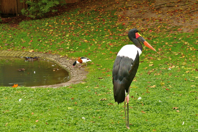 P1100958_2_1.JPG