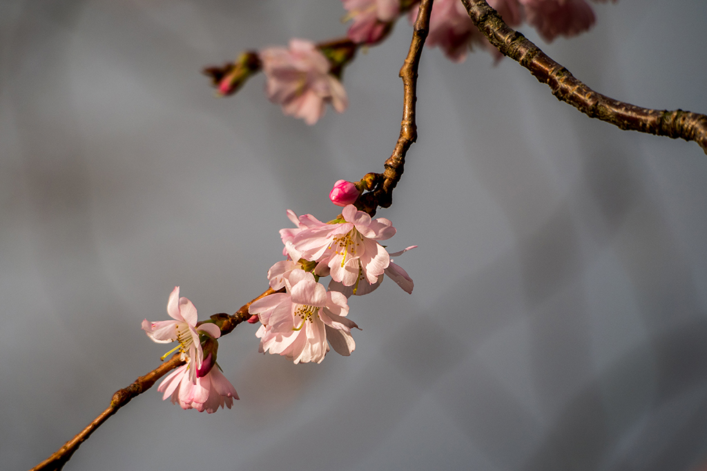 Kirschblüte 23. Dezember 2015 03_.jpg