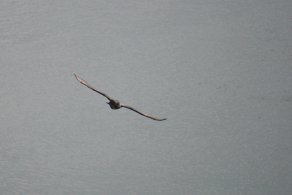 P1010580_2012-02-14_Kormoran_KW-Freudenau.JPG