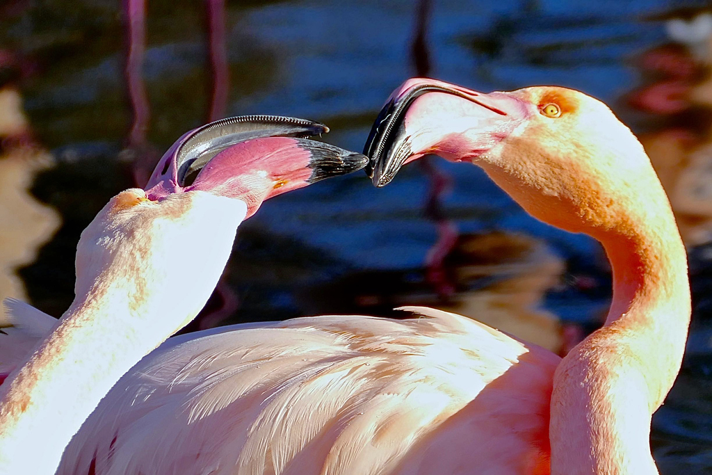 küssende FlamingosP1740620.jpg