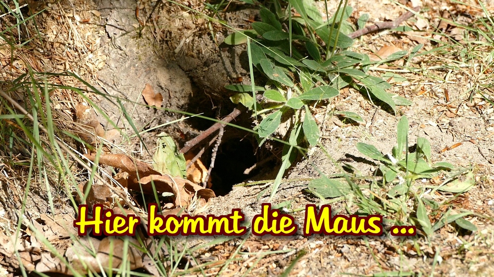 Kleine Maus extrahiert und verkleinert.jpg