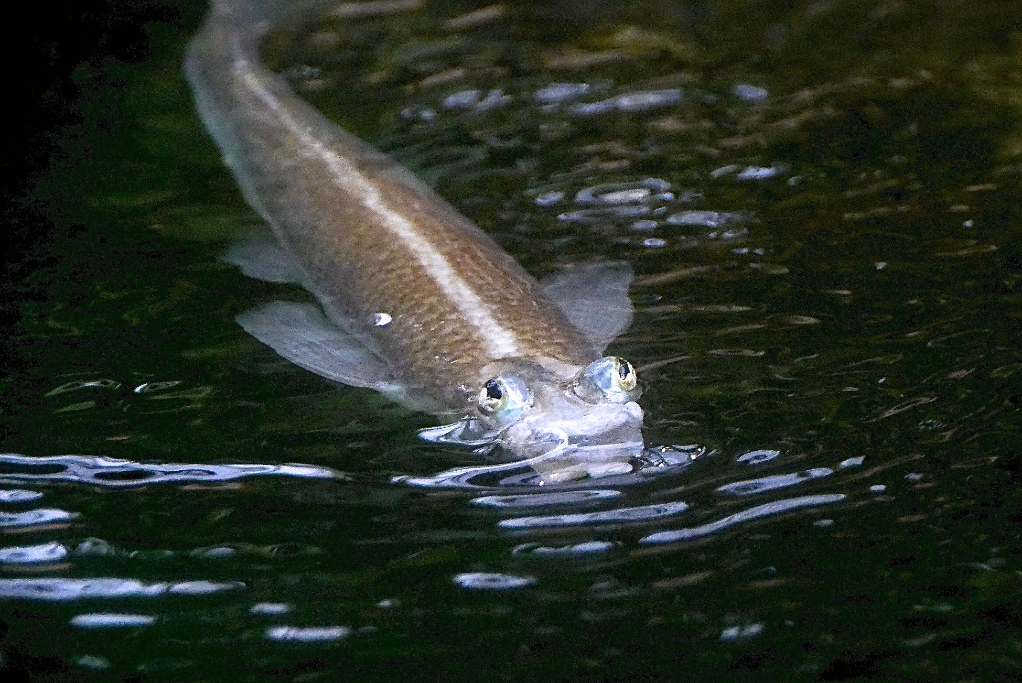 Schlammspringer P1100036.jpg