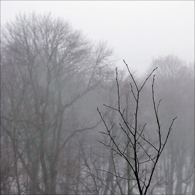 baum_im_nebel.jpg